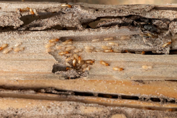 Best Pest Control Near Me in Tellico Village, TN