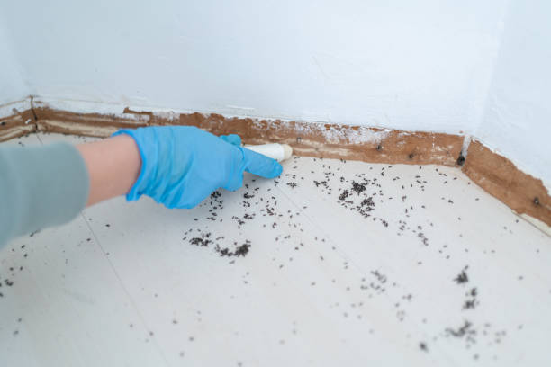 Best Wasp Removal Services  in Tellico Village, TN